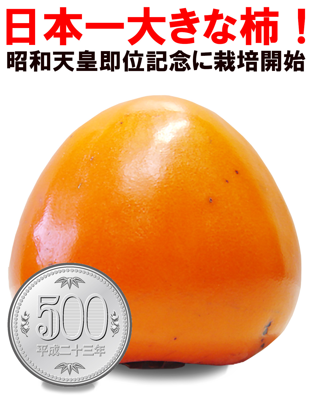 愛媛県産 富士柿（ふじかき）