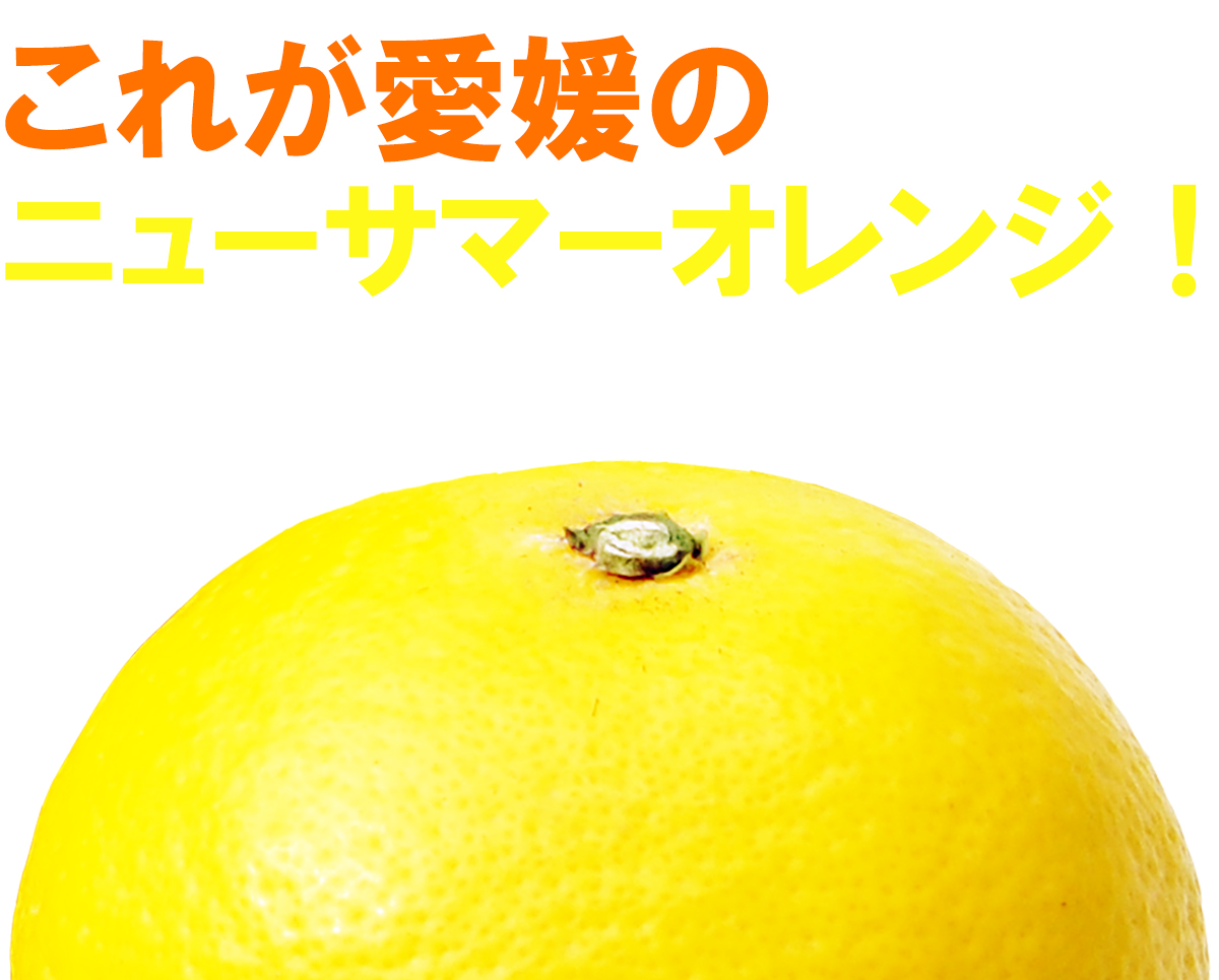 愛媛県産 ニューサマーオレンジ