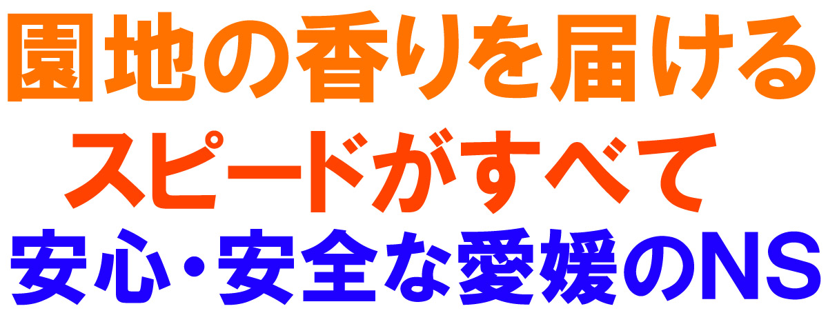 愛媛県産 ニューサマーオレンジ