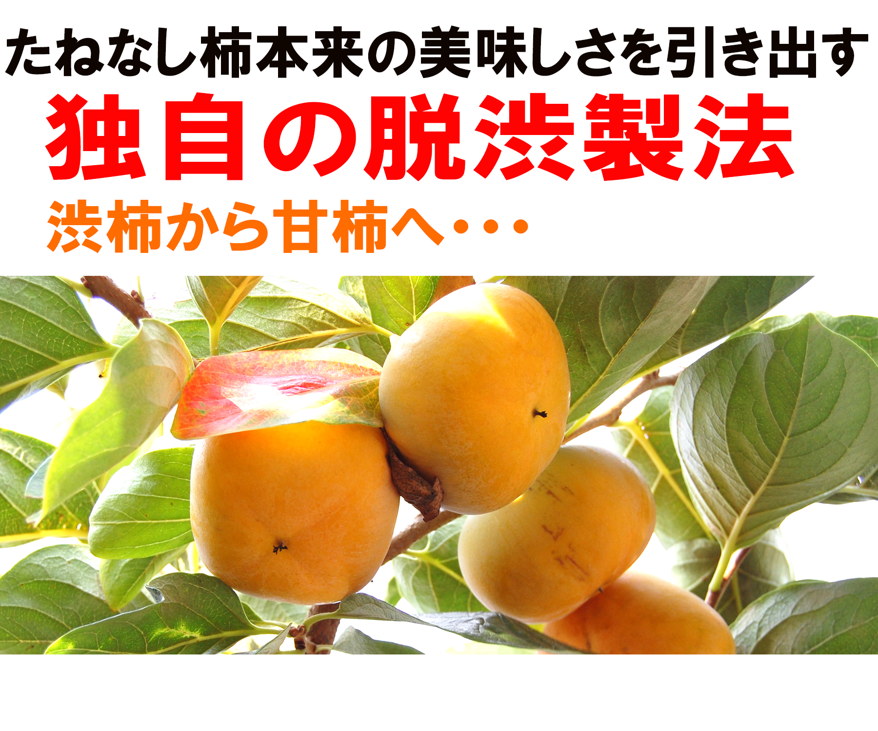 愛媛県産 たねなし柿（刀根・平核無柿）