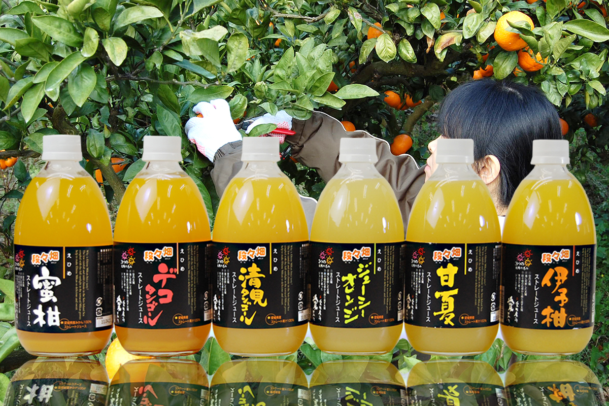 愛媛県産果汁１００％清見タンゴールストレートジュース500㎜×１２本入り